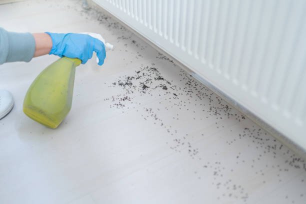 woman spraying insecticide with sprayer at home